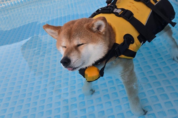 ライフジャケットを着た柴犬がプールで目を閉じてリラックスして立っている。