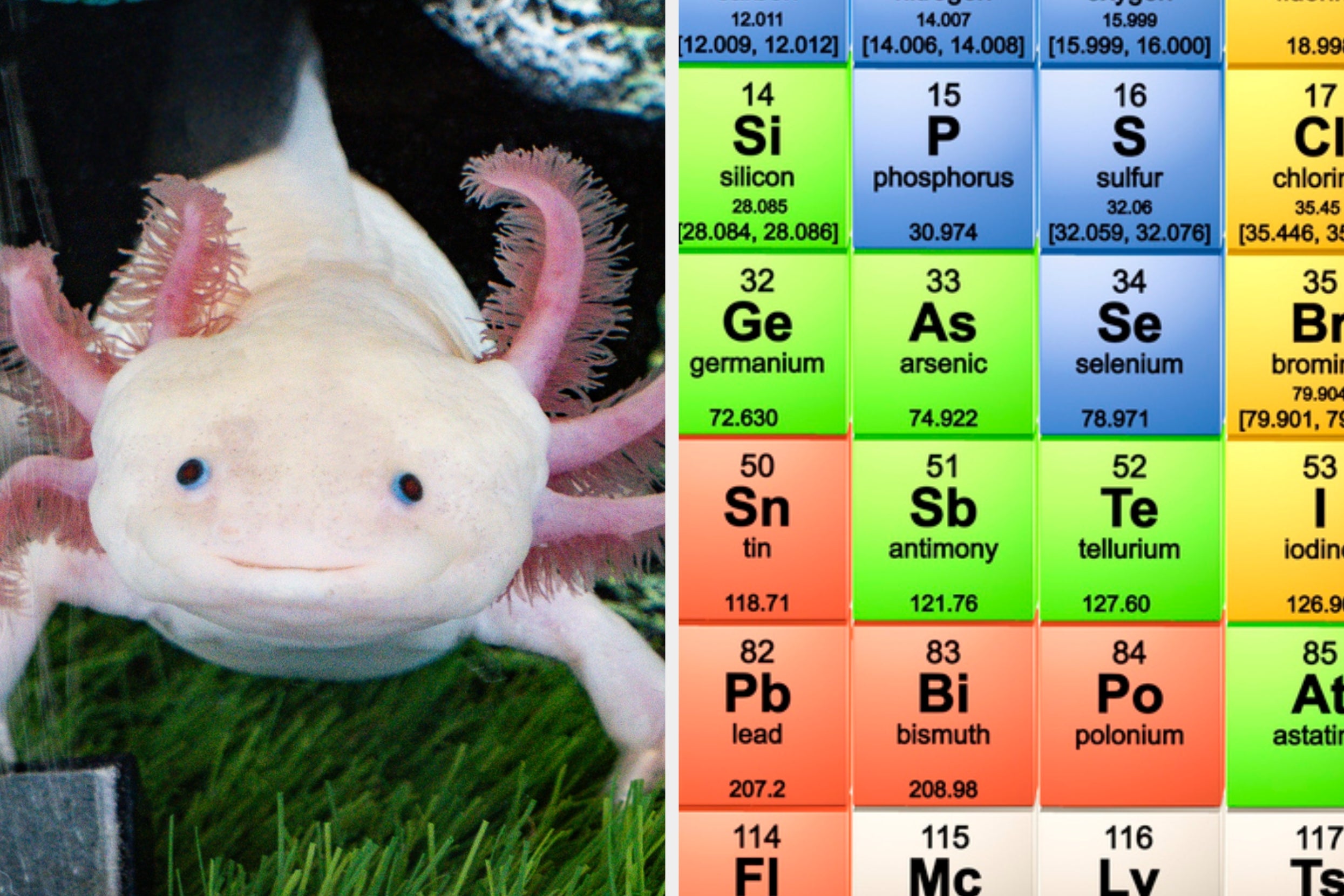 Axolotl in an aquarium next to a colorful periodic table chart displaying chemical elements
