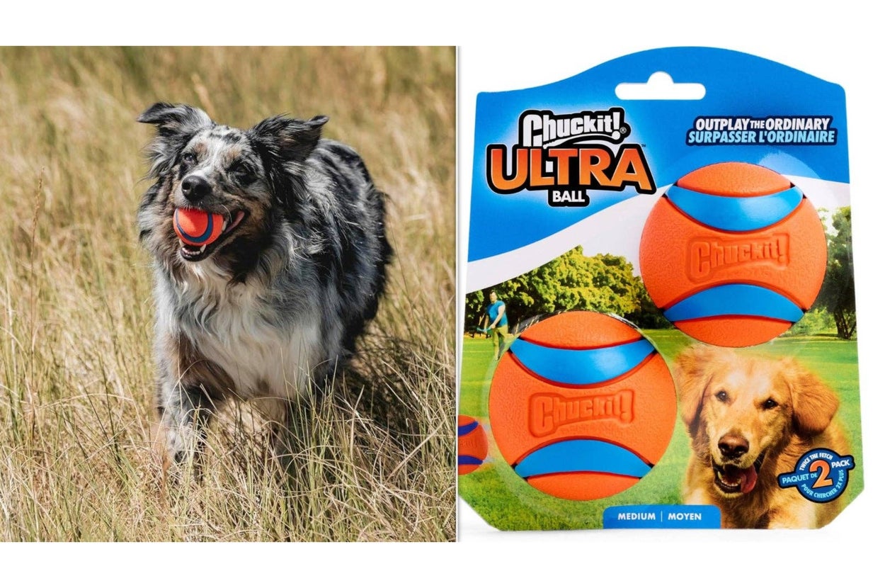 Dog playing fetch while product packaging for "Chuckit! Ultra Ball" shows two orange and blue balls with an image of a dog holding a ball