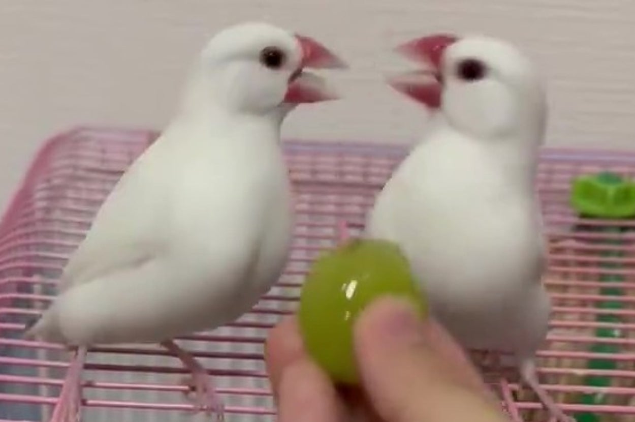シャインマスカットを巡って大ゲンカする「なずな」くん(右)と「つばき」ちゃん(左)(トリアタマさんのXアカウントより)