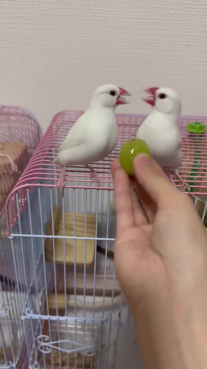 シャインマスカットを巡って大ゲンカする「なずな」くん(右)と「つばき」ちゃん(左)(トリアタマさんのXアカウントより)
