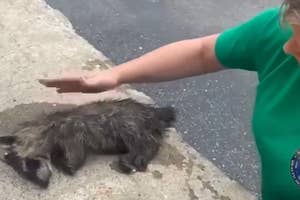 歩道の隅で横たわる動物を見守る緑色のシャツを着た人。手を動物の上にかざしている。