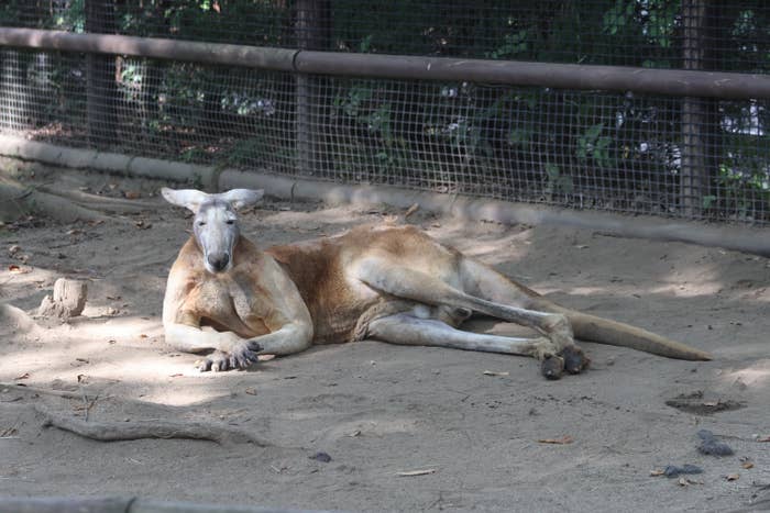 アカカンガルーの普段の姿 /アフリカンサファリより提供