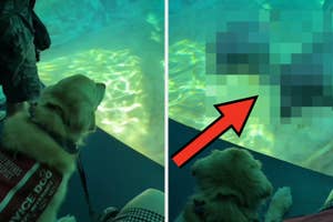 イルカを見ているサービスドッグとハンドラー。イルカは興味を示している。テキストには、犬への反応を驚く内容があると書かれている。