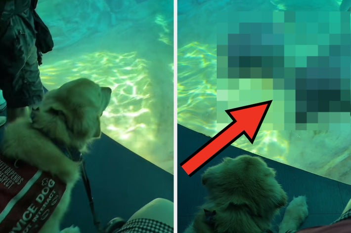イルカを見ているサービスドッグとハンドラー。イルカは興味を示している。テキストには、犬への反応を驚く内容があると書かれている。