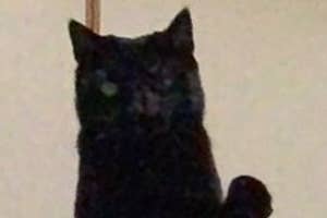 猫が糸で吊るされたおもちゃに夢中になってジャンプしている様子。部屋には壁に掛けられたタオルが見える。