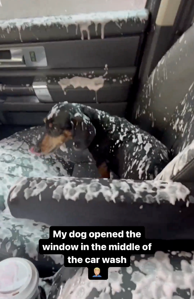Dog in a car with soap suds everywhere after accidentally opening the window during a car wash. Caption humorously comments on the situation