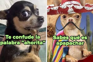 Dos chihuahuas: uno sorprendido con texto "Te confunde la palabra 'ahorita'"; otro con sombrero y bigote con texto "Sabes qué es apapachar"