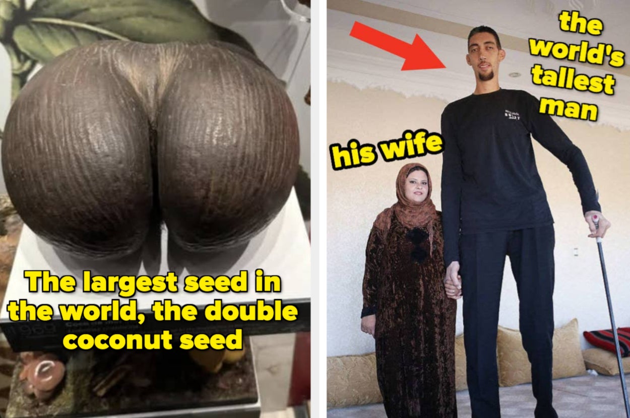 Left: Double coconut seed, the largest seed. Right: Tall man and his wife; text indicates he's the world's tallest man