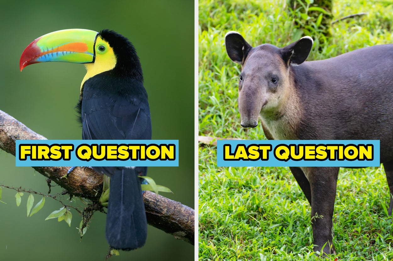 If You Can Name 12/14 Of These Jungle Animals, You Know Waaaaaay More Than The Bare Necessities