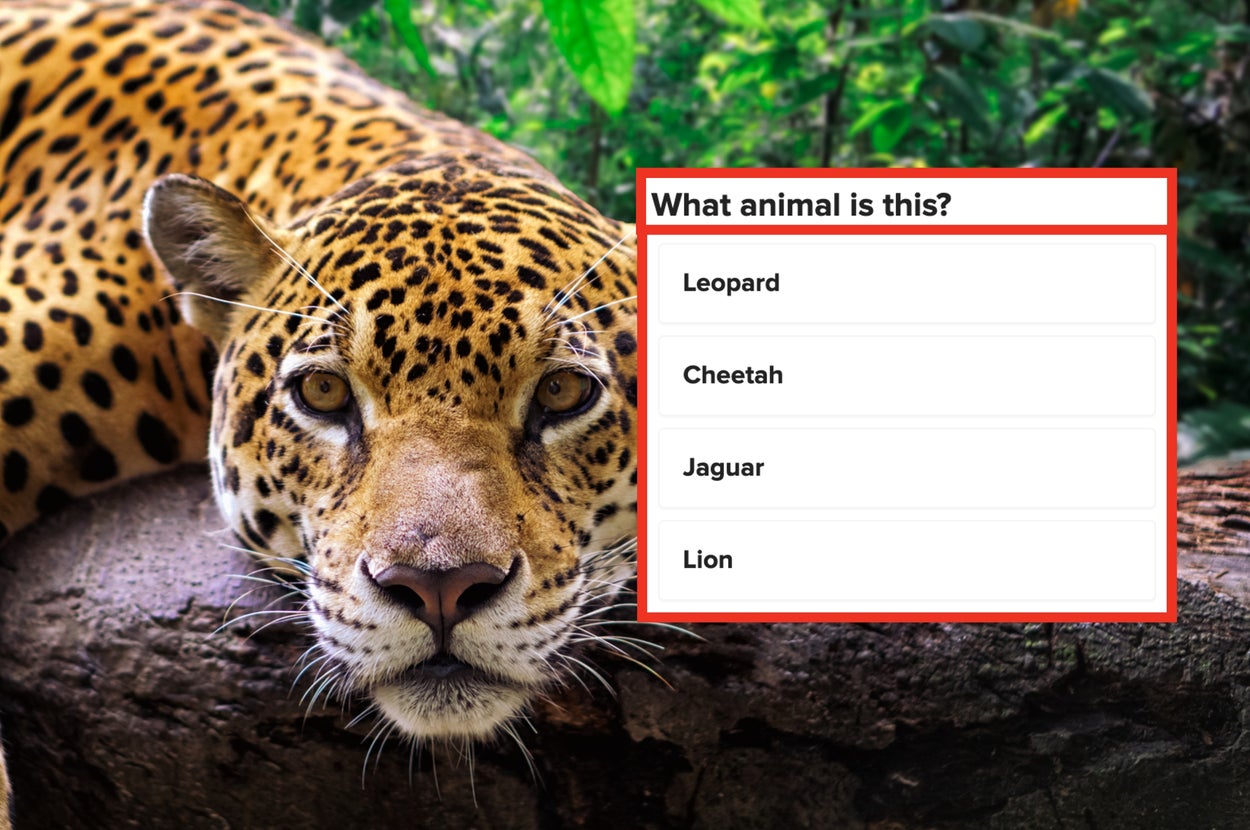 Leopard resting on a rock with a quiz asking, "What animal is this?" Options: Leopard, Cheetah, Jaguar, Lion