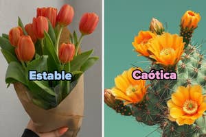 Left: Tulip bouquet labeled "Estable." Right: Cactus with orange flowers labeled "Caótica."