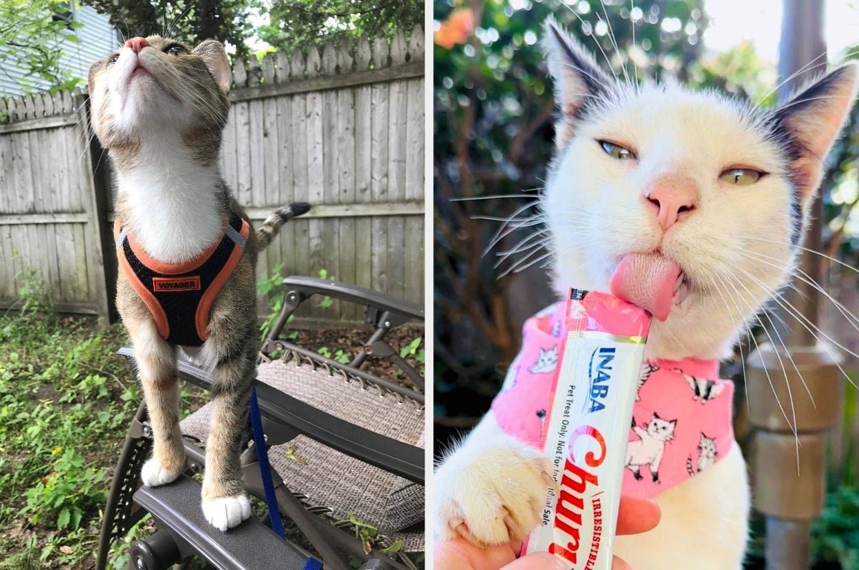 Two cats wearing harnesses; one stands alert on a chair outdoors, the other licks a treat indoors