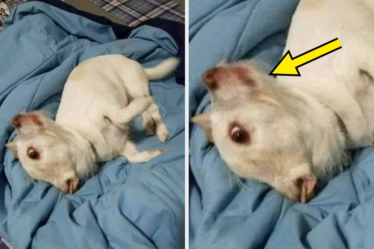 Dog lying on a bed with its ear flipped, . Yellow arrow points to its face