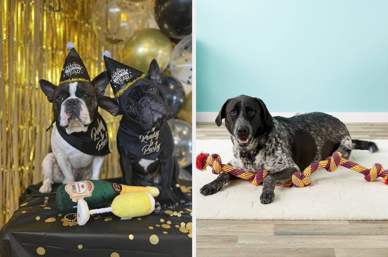 Two dogs in bandanas sit with toys beside a festive backdrop, while another dog lies on a rug with a large rope toy