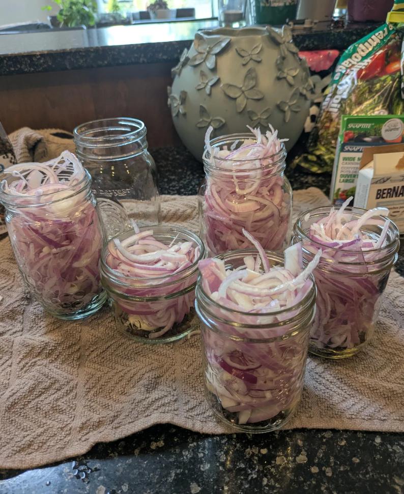 Reddit post about pickling red onions, featuring a photo of several jars filled with sliced red onions in a kitchen setting