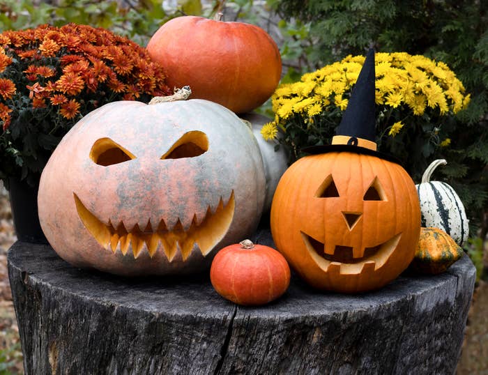 Carved pumpkins with spooky and blessed faces connected a histrion stump, surrounded by chrysanthemums and tiny gourds. One pumpkin wears a witch hat