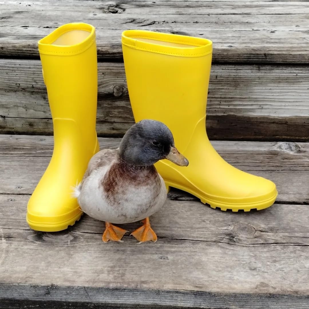 Duck lasting  successful  beforehand   of yellowish  rubber boots connected  woody  steps