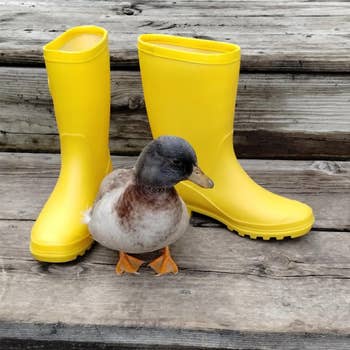 Duck lasting successful beforehand of yellowish rubber boots connected woody steps