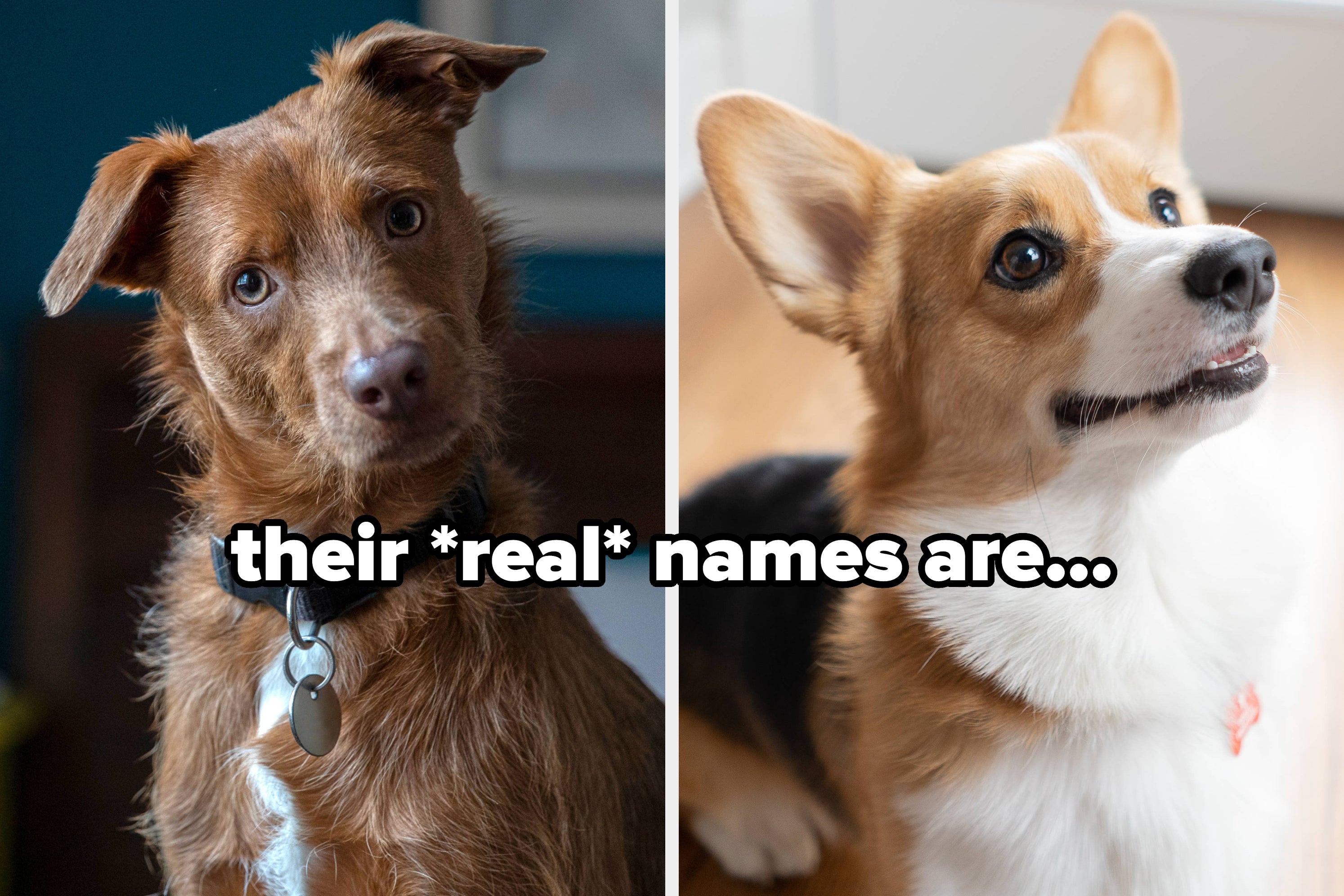 25 Names People Call Their Pets, And Some Of These Are Honestly Hilarious