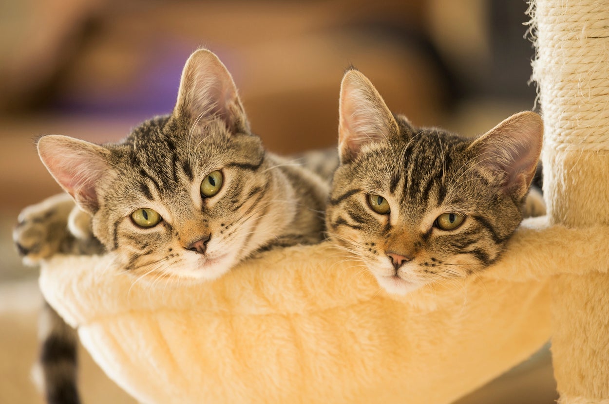 Comment a picture of your pet and let's see if anyone has their doppelgänger 👀