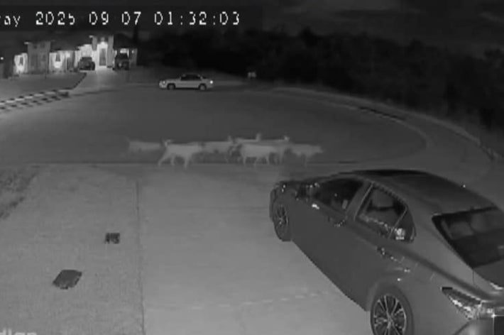 車の前の私道を歩く3頭のシカ。監視カメラの映像。
