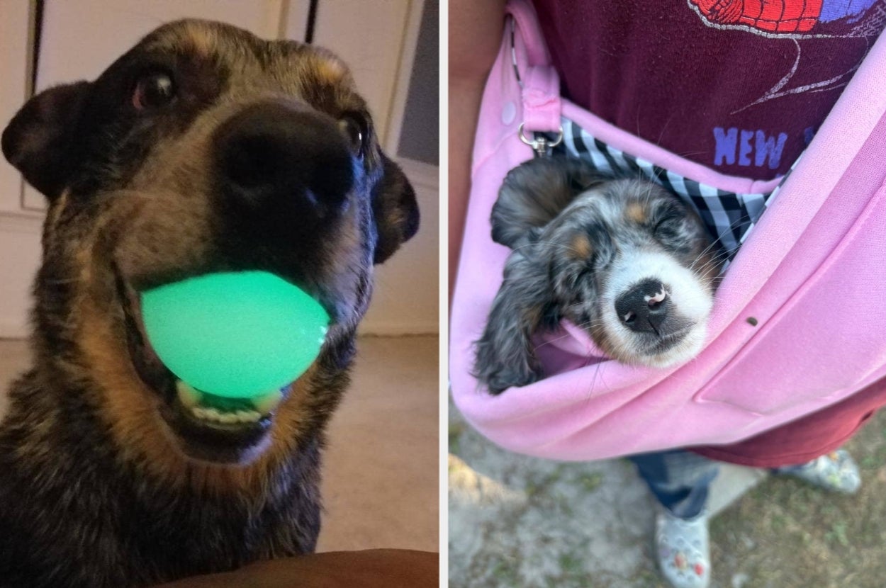 Dog holding a glowing ball on the left; on the right, a puppy sleeps in a pink carrier being held by a person