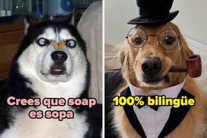 A la izquierda, un perro con cara sorprendida y una oblea en la nariz. A la derecha, un perro elegante con sombrero, gafas y pipa. Textos humorísticos