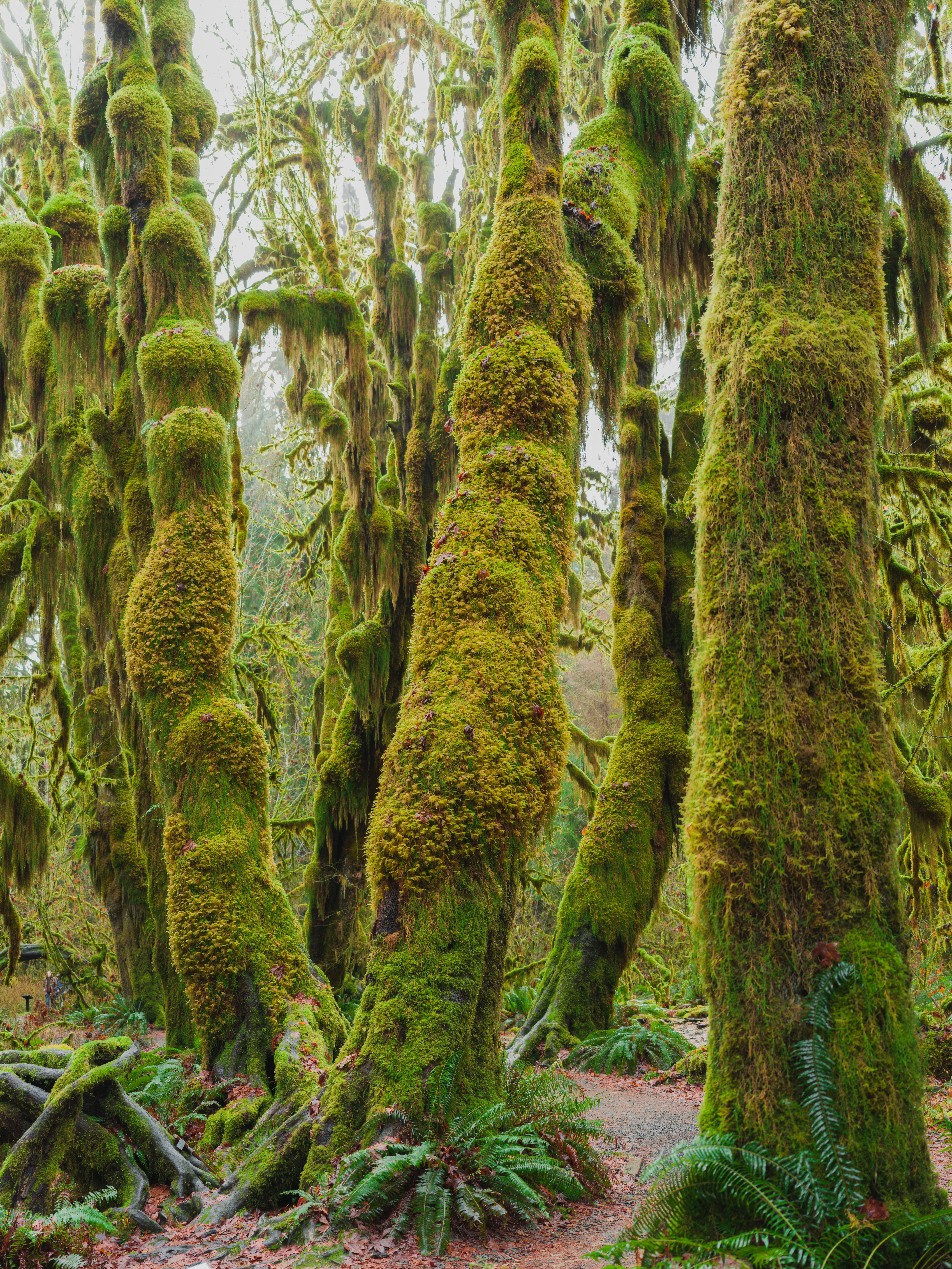 Skogscene med store trær dekket av tykk mose, og skaper en tett og frodig atmosfære. Bregner vokser langs skogbunnen