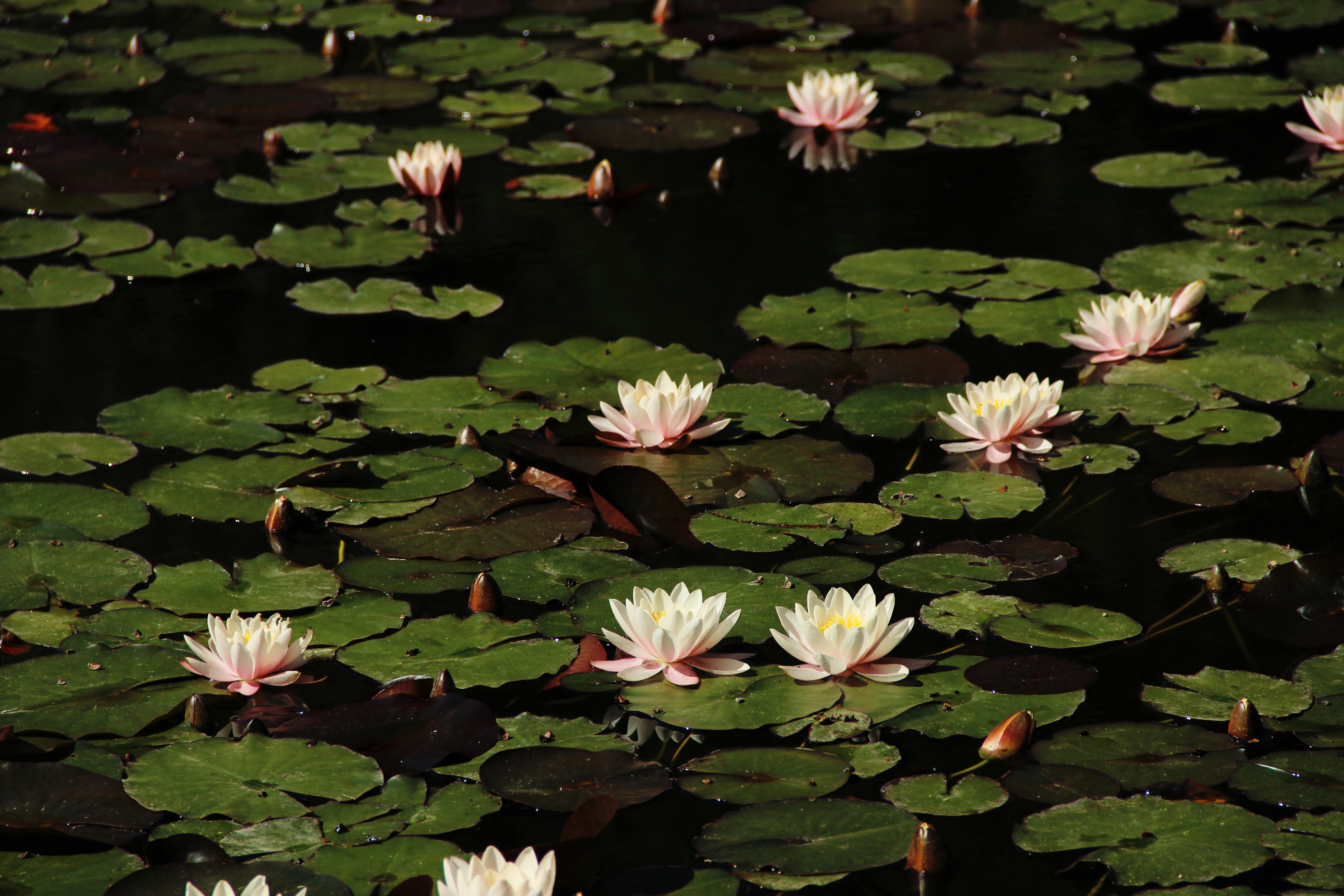 Vannliljer med blomster og grønne liljeputer flyter på en rolig tjern