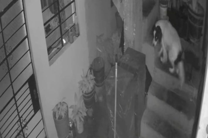芝生の上で並んで座る2匹の猫。猫の後ろに木が影を落としています。