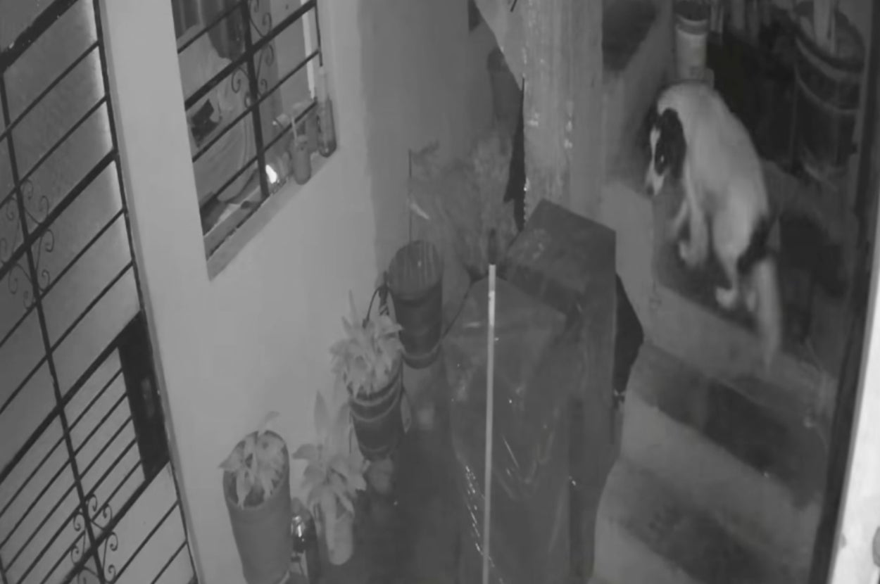 芝生の上で並んで座る2匹の猫。猫の後ろに木が影を落としています。