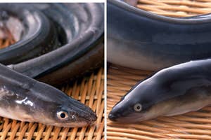 農林水産省のX公式より、ウナギとアナゴの画像