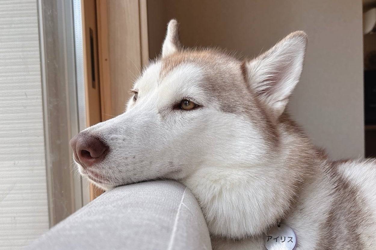 窓辺に顎を乗せてリラックスしながら外を眺めるハスキー犬。首輪には「アリス」と表示されています。