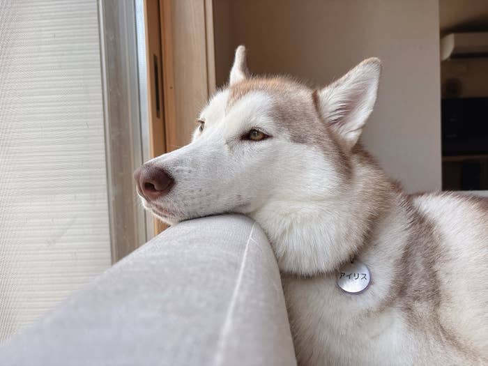 窓辺に顎を乗せてリラックスしながら外を眺めるハスキー犬。首輪には「アリス」と表示されています。