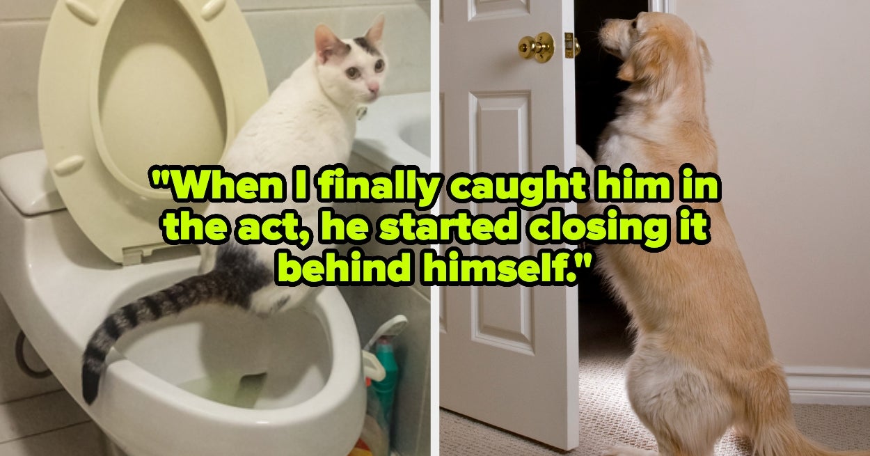 Pet Owners Are Sharing The Shocking Ways Their Pets Are Little Geniuses, And It's Cute As Heck