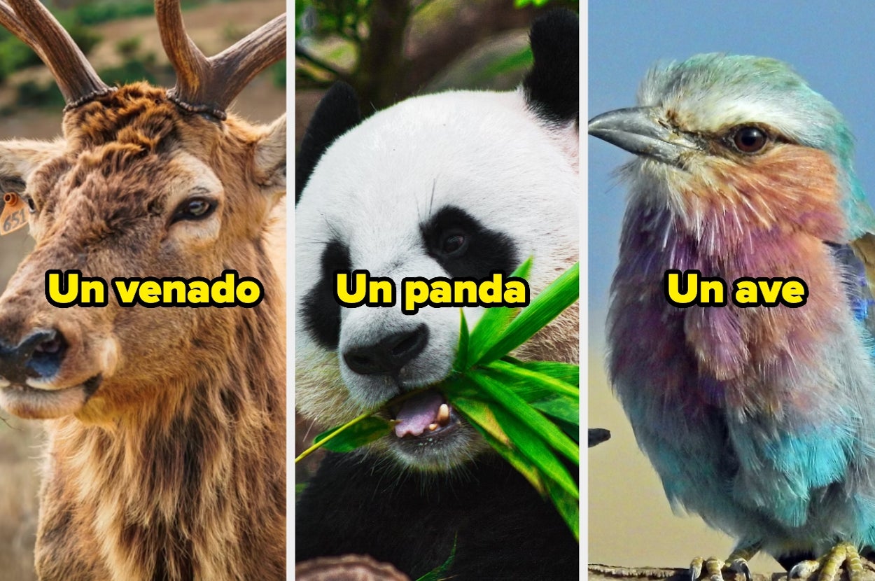 Un venado, un panda y un ave: tres imágenes juntas, cada una mostrando un animal con texto superpuesto que identifica la especie