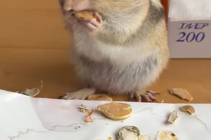 カボチャの種を食べるひゅうがくん（まるよさんのXアカウント）