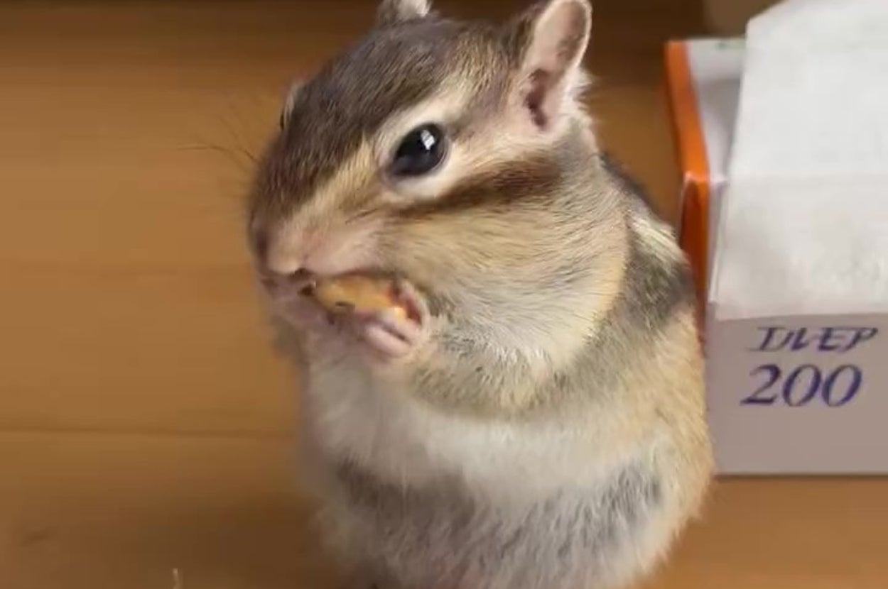 カボチャの種を食べるひゅうがくん(まるよさんのXアカウント)