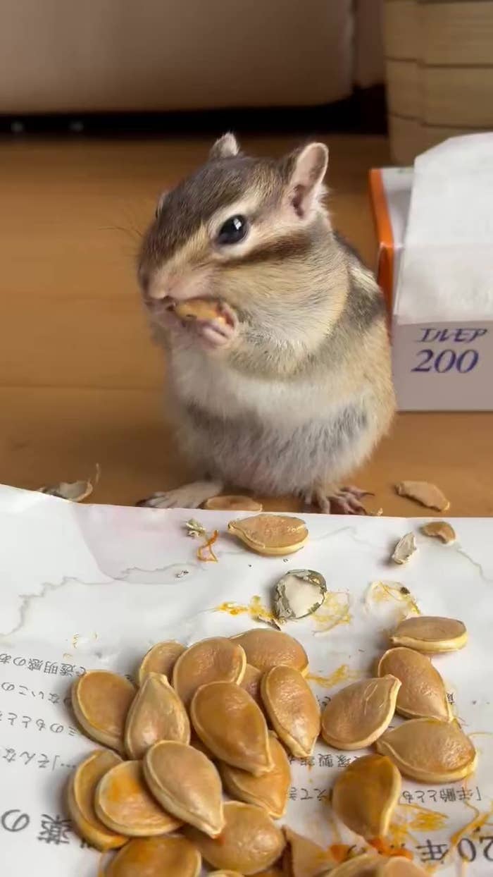 カボチャの種を食べるひゅうがくん(まるよさんのXアカウントより)