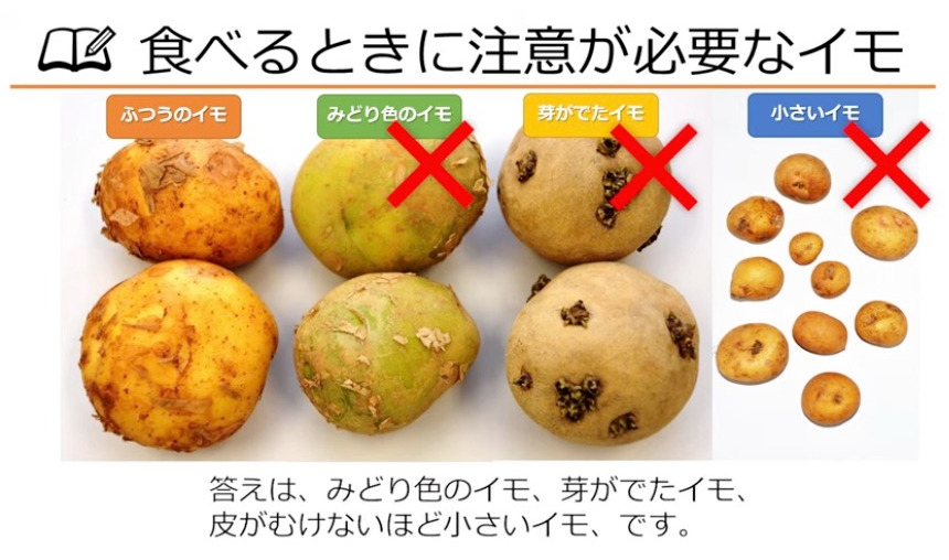 食べるときに注意が必要なジャガイモの解説画像(農水省の啓発動画より)