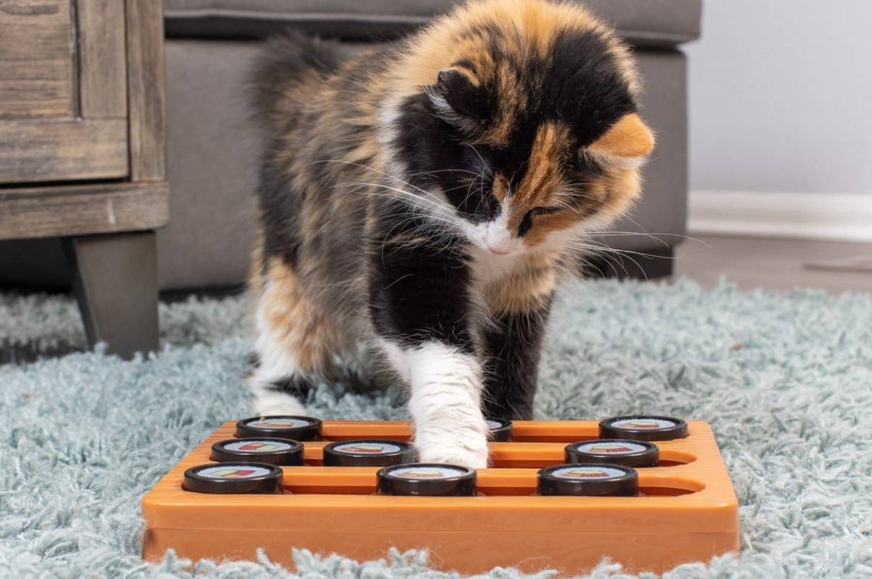 Cat playing with an interactive treat puzzle on a textured rug, engaging in playful activity
