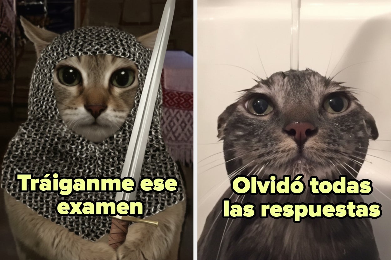 A cat in chainmail holding a sword with text "Tráiganme ese examen" and another wet cat with text "Olvidó todas las respuestas."