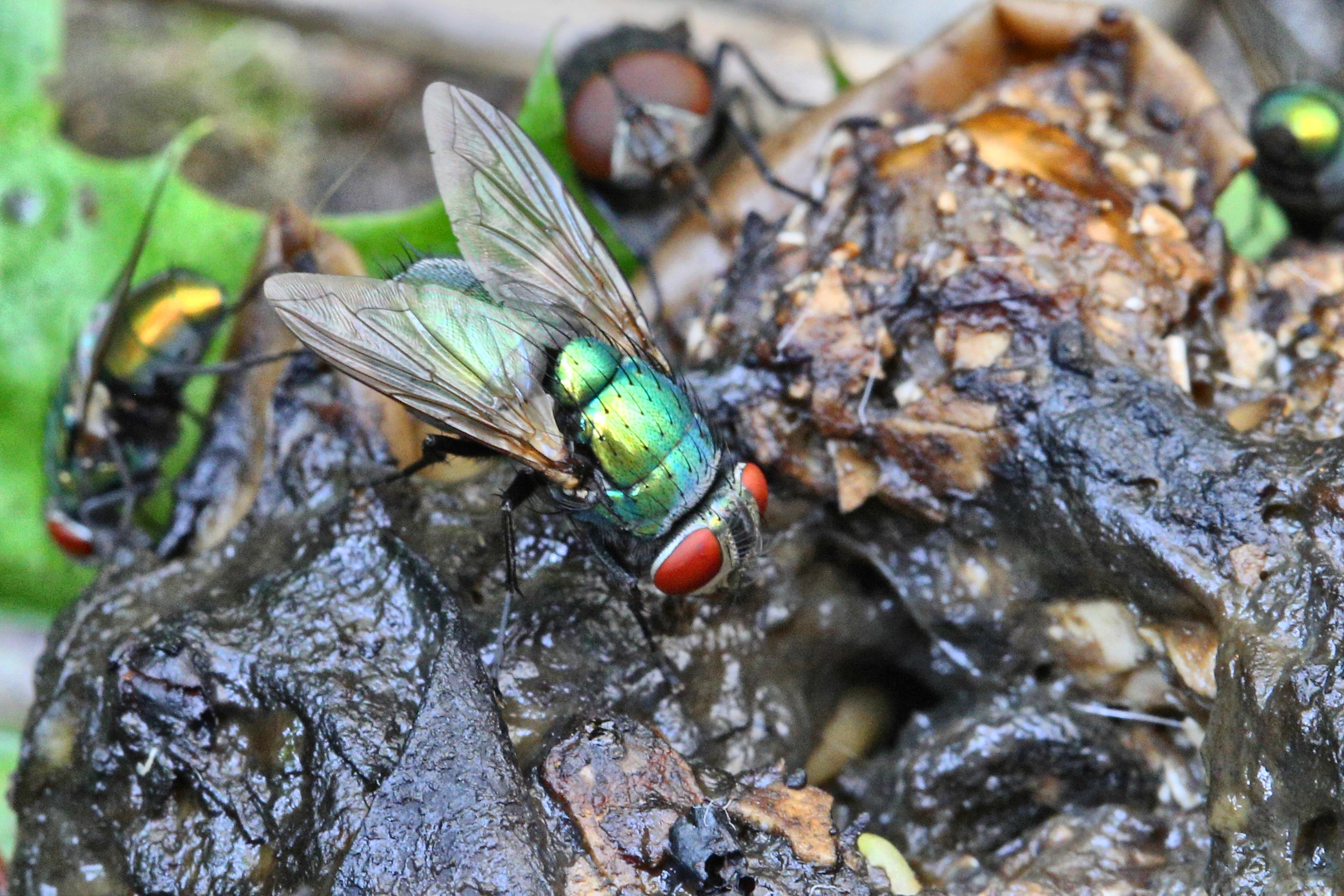 Decayed Insects 19 Things We Should All Be Panicking About