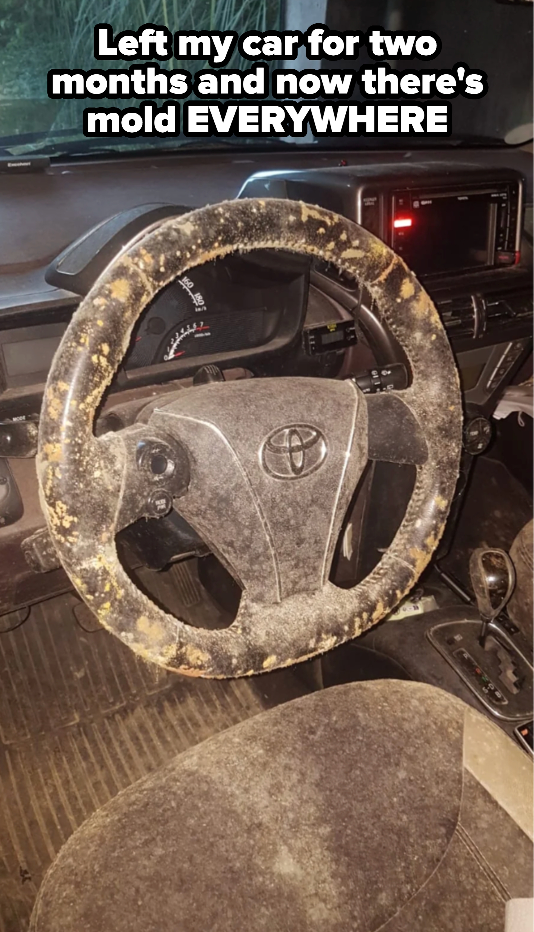 Steering wheel of a Toyota car covered in mold, inside a dusty interior