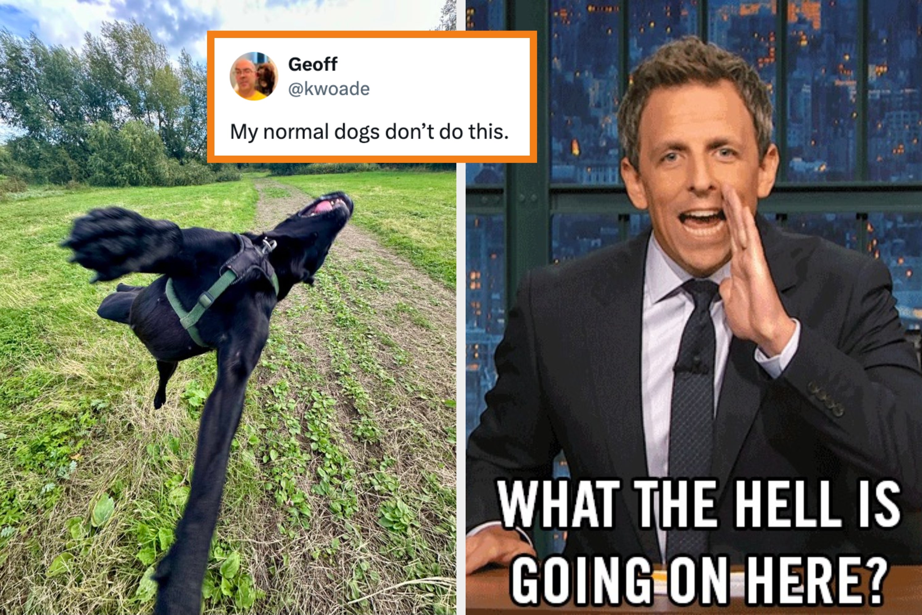 Split image: A dog runs energetically through grass (left); a person at a desk gestures as if shouting, with text overlay "WHAT THE HELL IS GOING ON HERE?" (right)