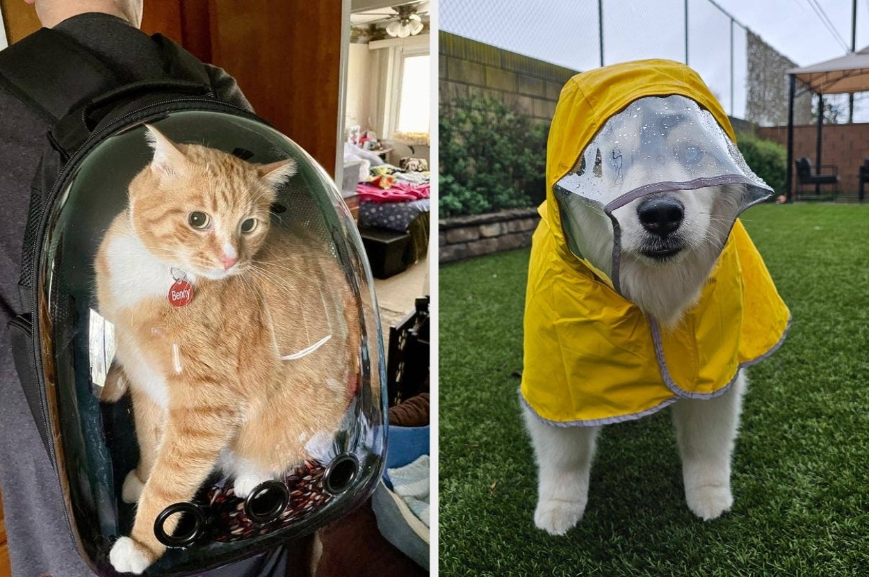 Cat in a pet backpack next to a dog in a yellow raincoat and clear hood, both indoors and outdoors respectively