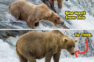 Two images of a bear: one catching a fish, the other plumper, possibly indicating successful feeding. Text implies transformation
