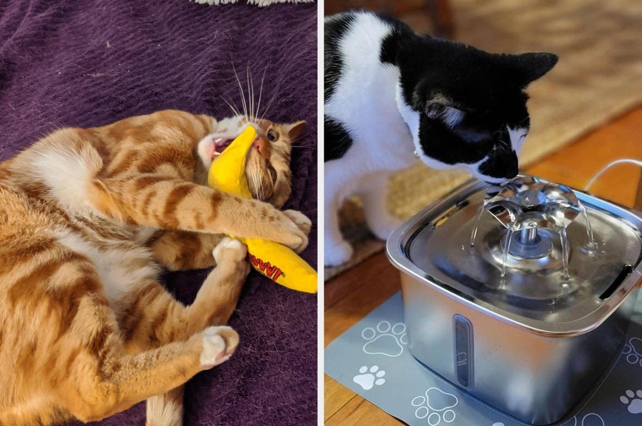 Two cats enjoying products: one plays with a banana catnip toy, the other drinks from a stainless steel pet water fountain