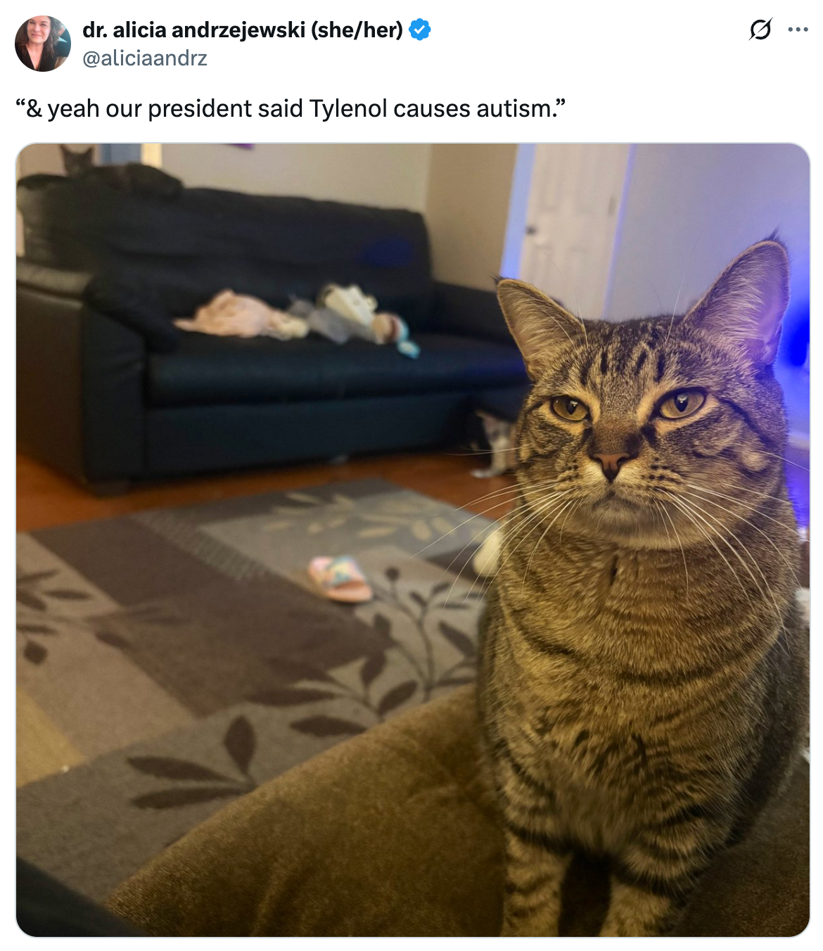 En tabby katt sitter på en sofa og ser frem. En tweet ovenfor lyder: 